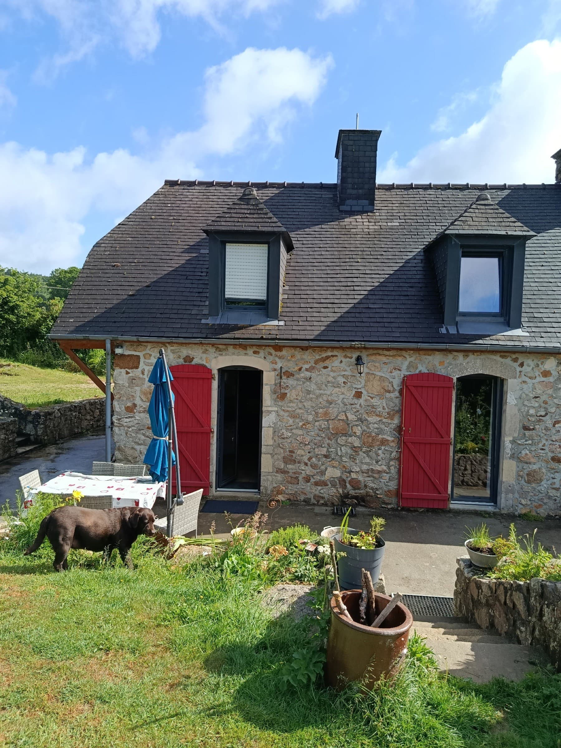 Terrasse arrière de la maison avec Olaf, l'un des chiens de la maison