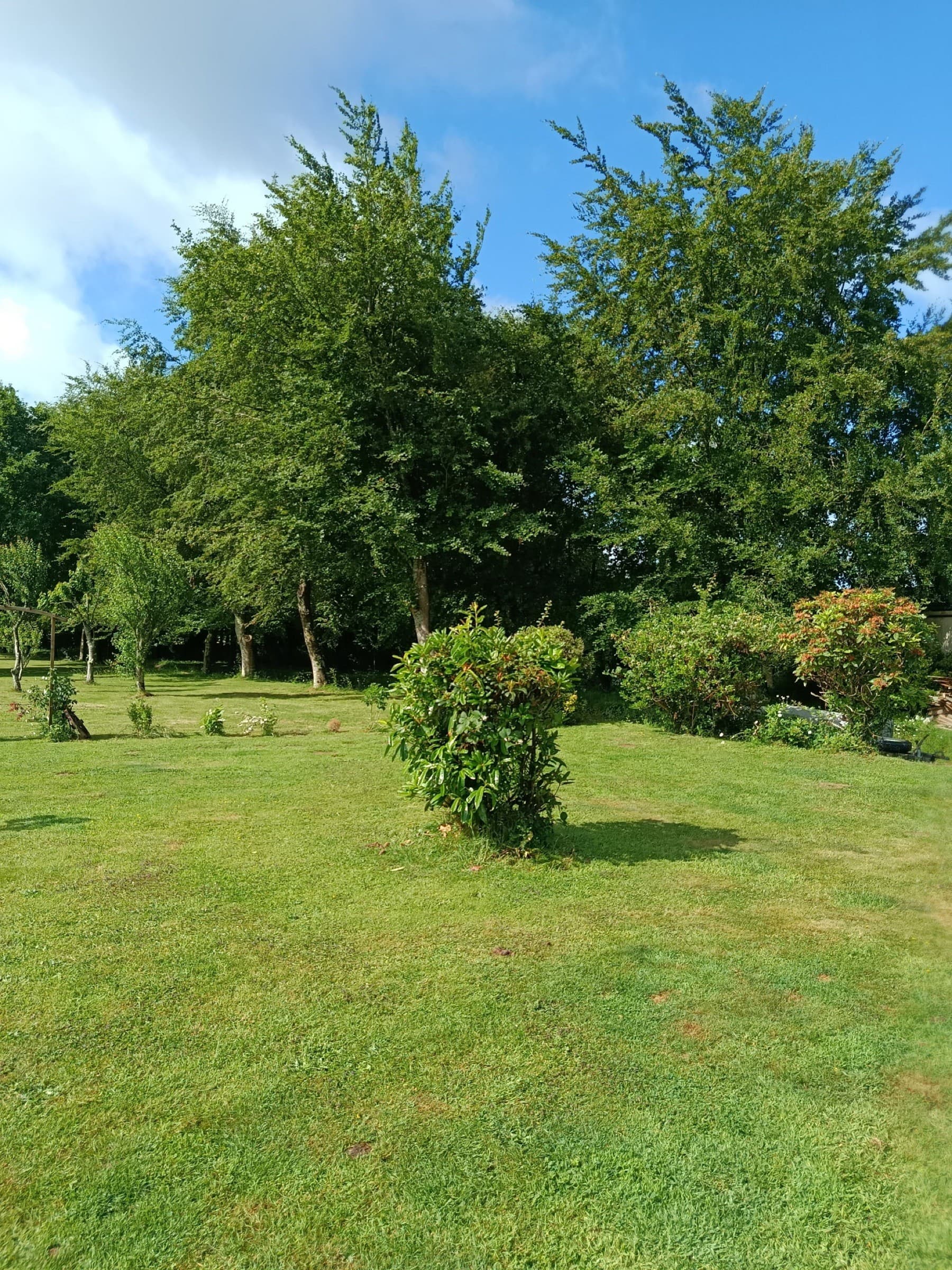 Coin arboré du jardin