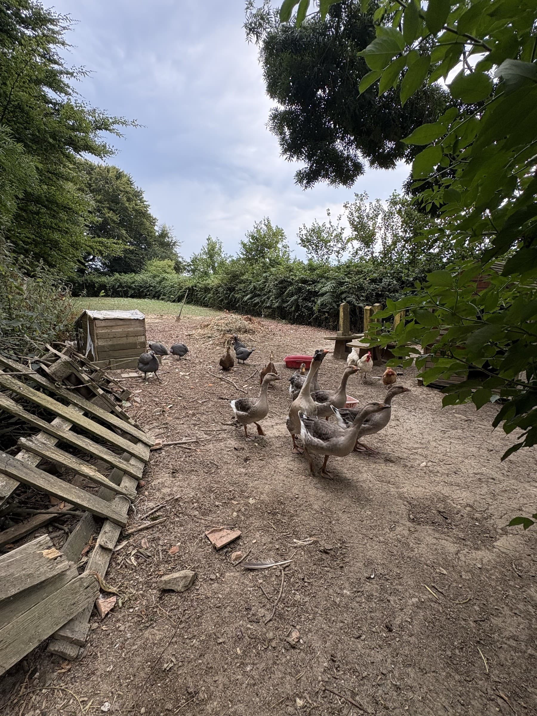 La mini ferme : oies, canards et poules en liberté